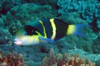 blackbar-wrasse