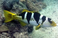 blacksaddle-coral-grouper