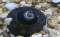 blacksnail-rsz_img_7530