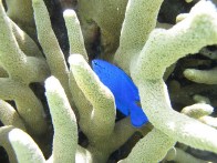 blue-damsel