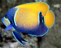 blue-girdled_angelfish_400-pic