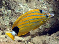 blue-stripe-butterfly