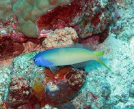 bluehead_tilefish