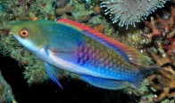 blueside-wrasse