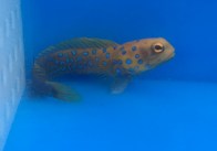 bluespotjaw-marinefishez