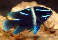 bluevelvetdamsel