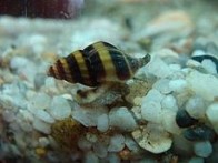 bumblebee-snail