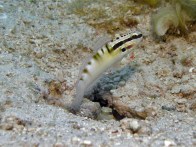 bynoesleepergoby