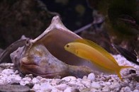 canary-blenny