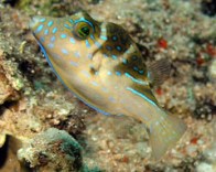 canthigaster_coronata