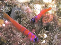 catalina-goby