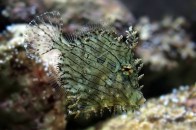 chaetodermis-penicilligerus-tasseledfilefish