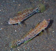 checkered-goby