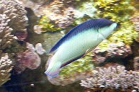 china--wrasse