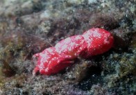 coral-crab
