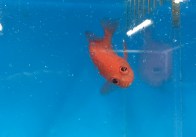 crosseyedsoldierfish