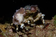 decorator-crab,