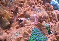 discosoma_sp_01