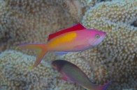 dispar-anthias9