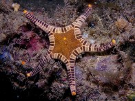 double-seastar