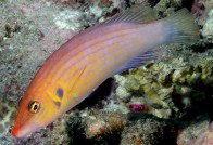 eight-line-wrasse1