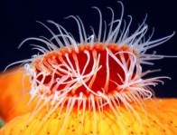 electric-flame-scallop