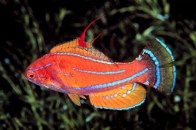 filament-wrasse