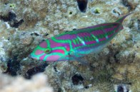 fivestripe-wrasse