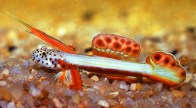 flamming-prawn-goby