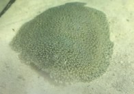 flounder-marinefishez