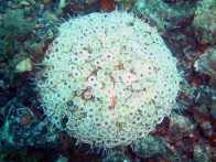 flower-sea-urchin