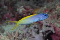 forktail-blenny-ready