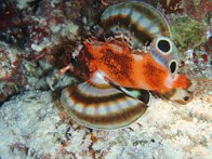 fu-man-chu-lionfish