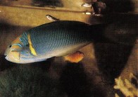 gold-bar-wrasse