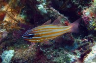 gold-stripe-cardinal