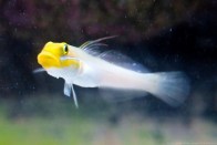 goldheasleepergoby