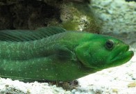 greenwolf-eel
