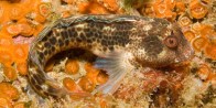 horned-blenny