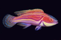 labouteifairywrasse