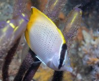 lemon-butterflyfish