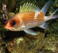 long-jaw-squirrelfish4