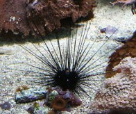 longspineurchin