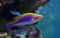 lubblock-wrasse