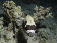 masked-puffer