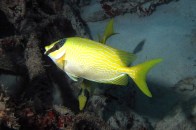 masked-rabbitfish