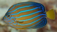 maze-blue-stripe-angelfish