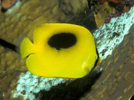 mirror-butterflyfish