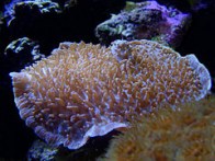mushroom_coral_morning