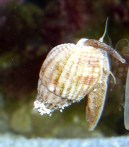 nassarius_sp-(2)