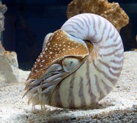 nautilous